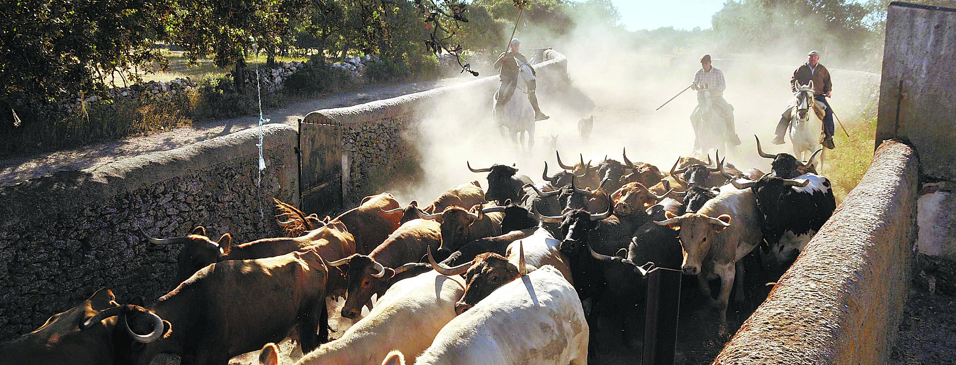 Ganaderos salmantinos dirigen el ganado para encerrarlo y sanearlo.