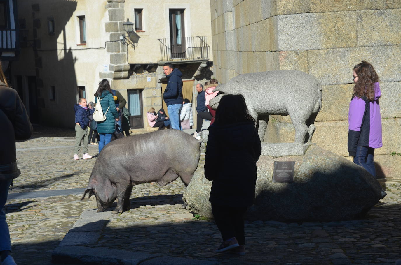 El marrano de San Antón se despide en La Alberca