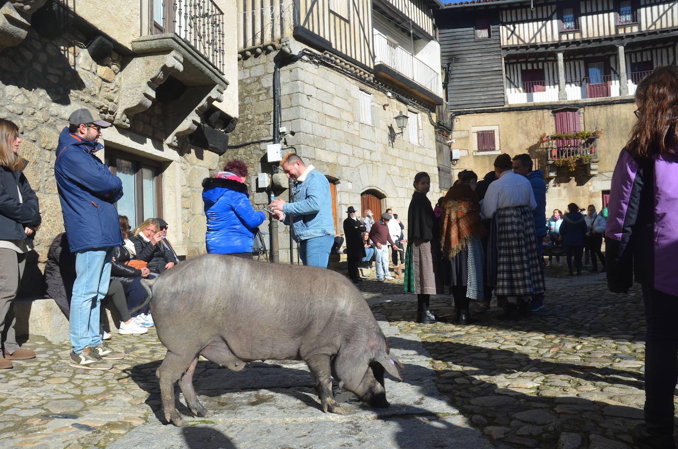 El marrano de San Antón se despide en La Alberca