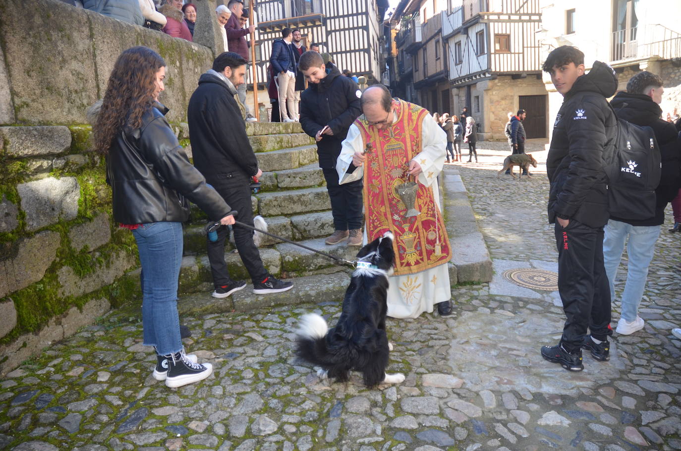 El marrano de San Antón se despide en La Alberca