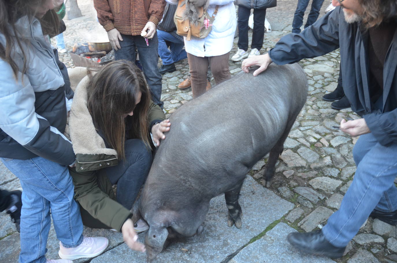 El marrano de San Antón se despide en La Alberca