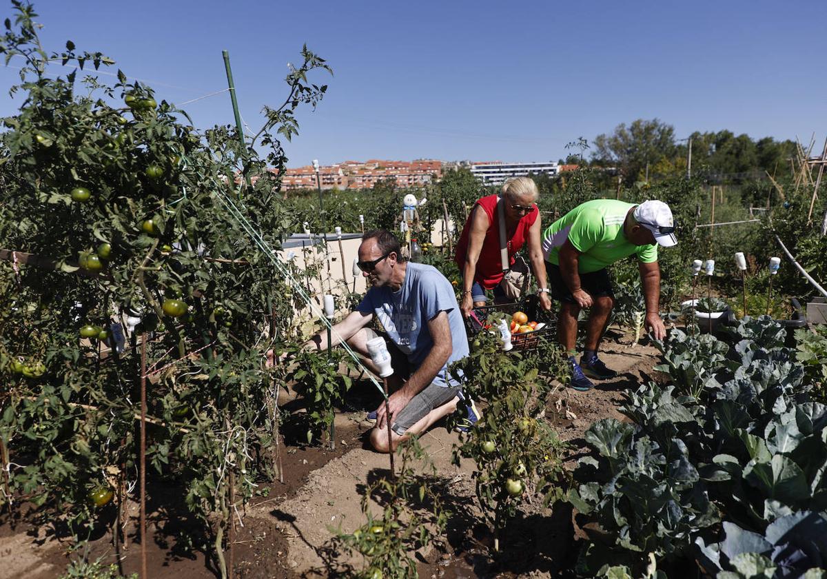 Varias personas trabajan en un huerto urbano.