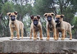 Cachorros de la Guardia Civil.