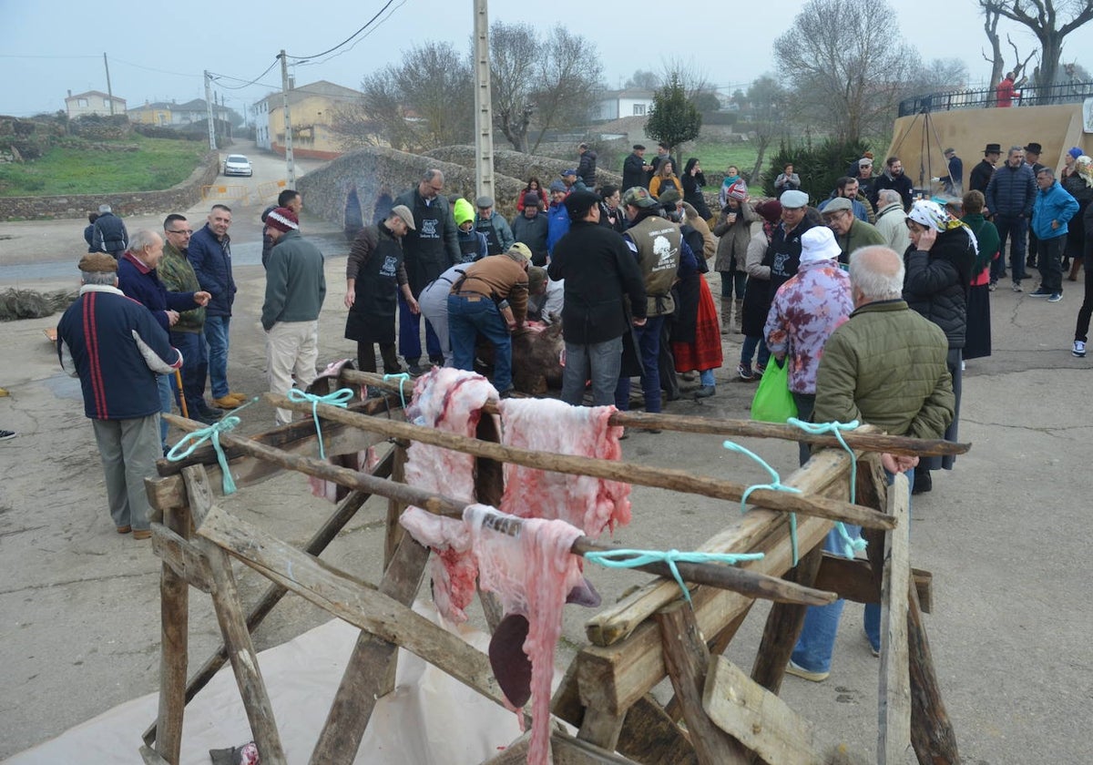 Cita ineludible con la Fiesta de la Matanza Tradicional en Saelices el Chico