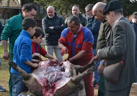 Despiece del cerdo en la Fiesta de la Matanza Tradicional de Garcibuey