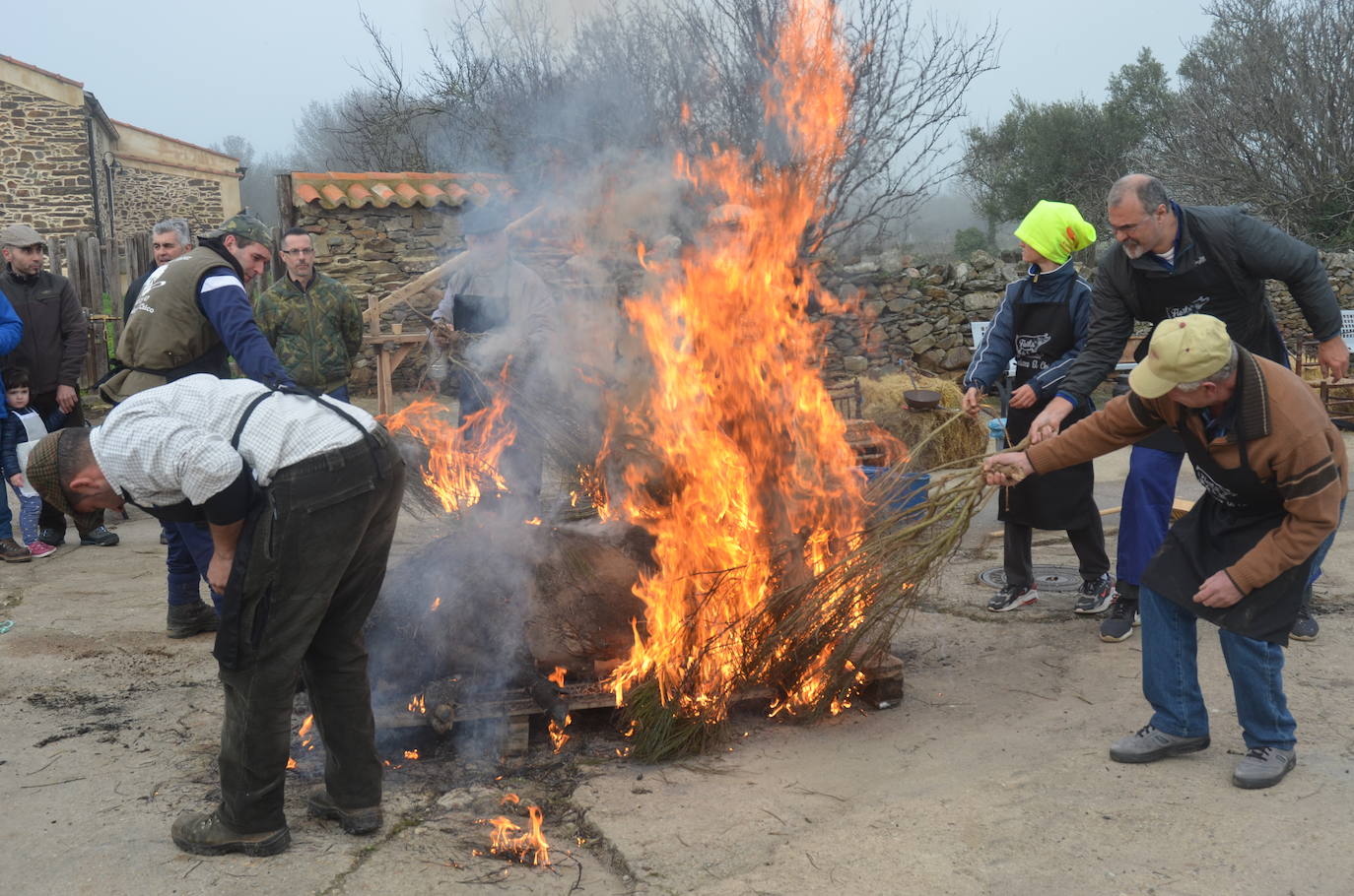 Cita ineludible con la Fiesta de la Matanza Tradicional en Saelices el Chico