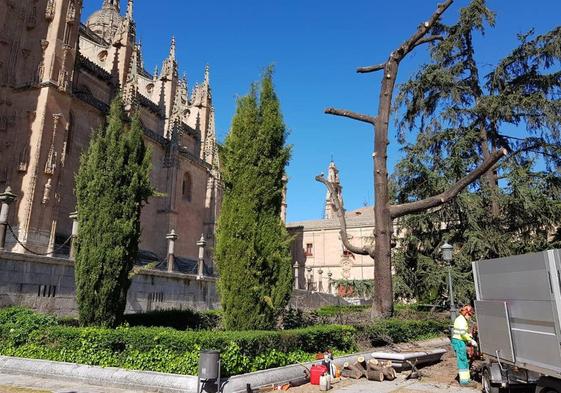 Operarios del servicio de conservación de zonas verdes podan ejemplares en la plaza de Anaya.