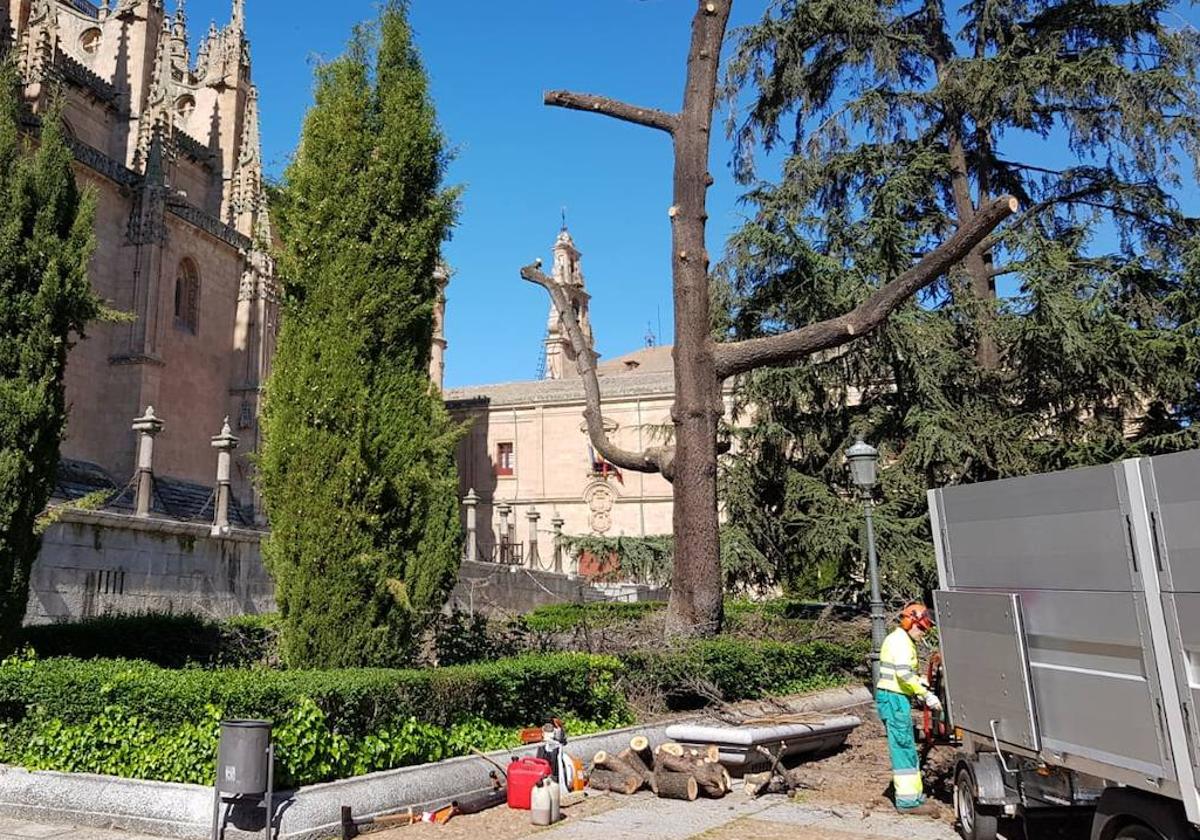 Operarios del servicio de conservación de zonas verdes podan ejemplares en la plaza de Anaya.