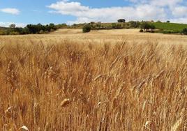 Campo de trigo