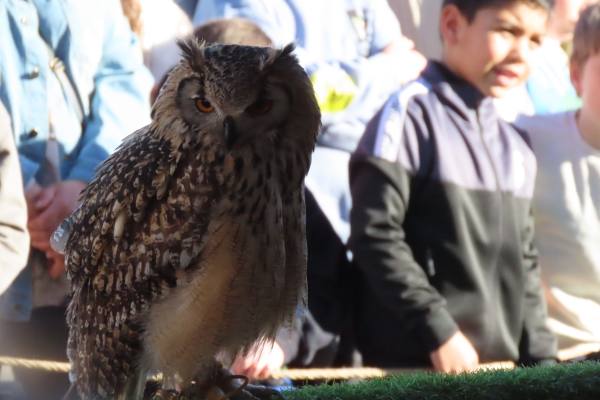 Babilafuente conoce aves rapaces de todo el mundo en directo