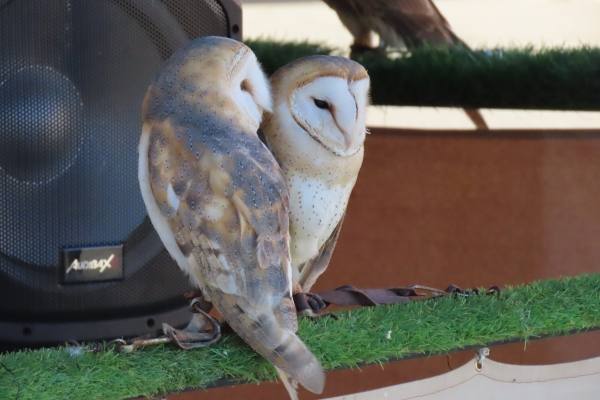 Babilafuente conoce aves rapaces de todo el mundo en directo