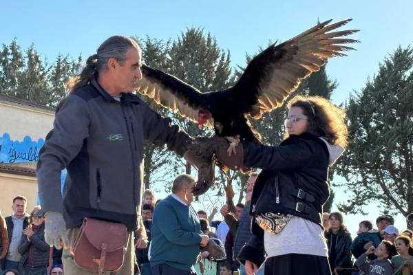 Babilafuente conoce aves rapaces de todo el mundo en directo