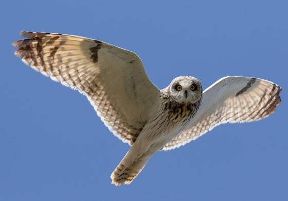 Búho campestre en vuelo en la zona de Rágama.