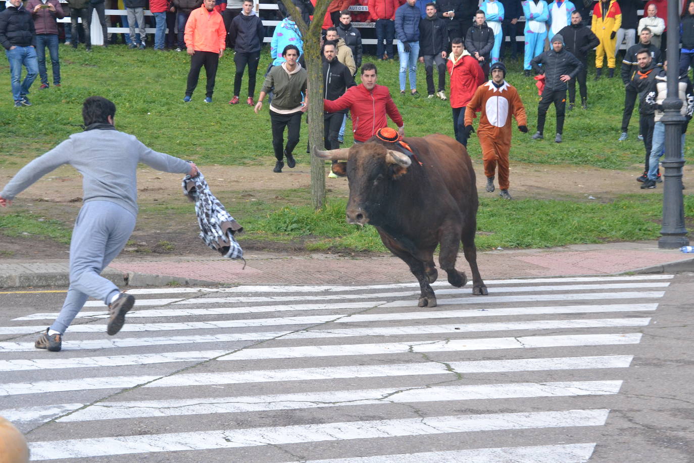 «Fragata» navega en un par de mozos en el Toro del Antruejo 2024