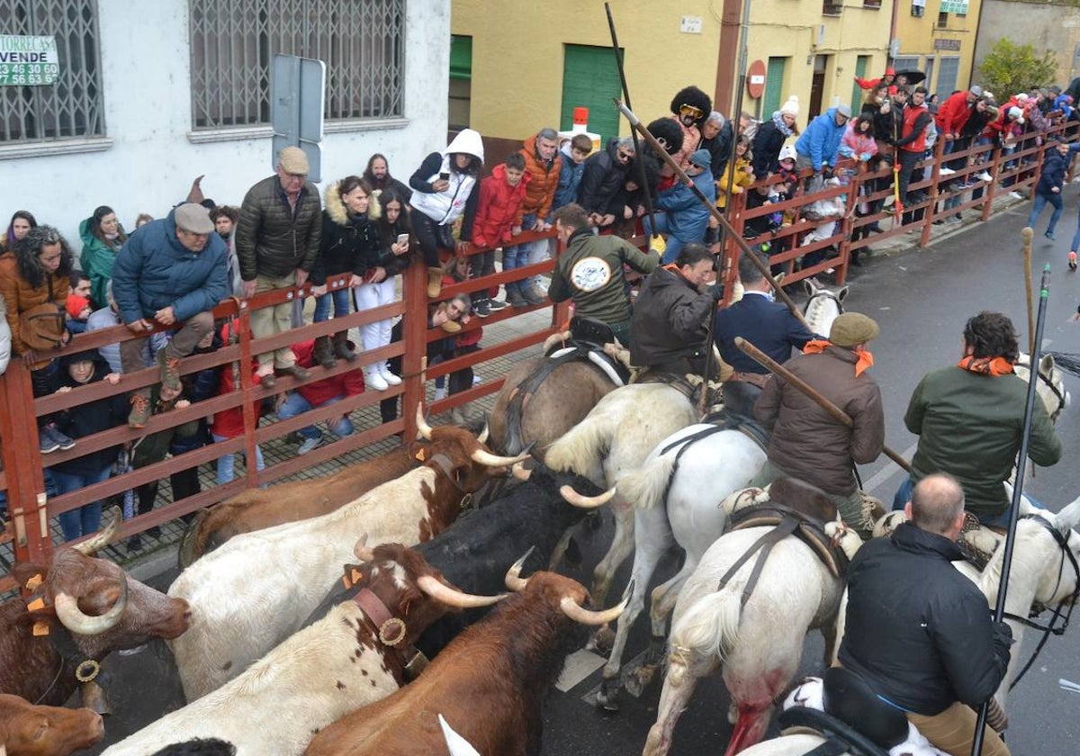 Rápido y vistoso encierro a caballo del Carnaval del Toro