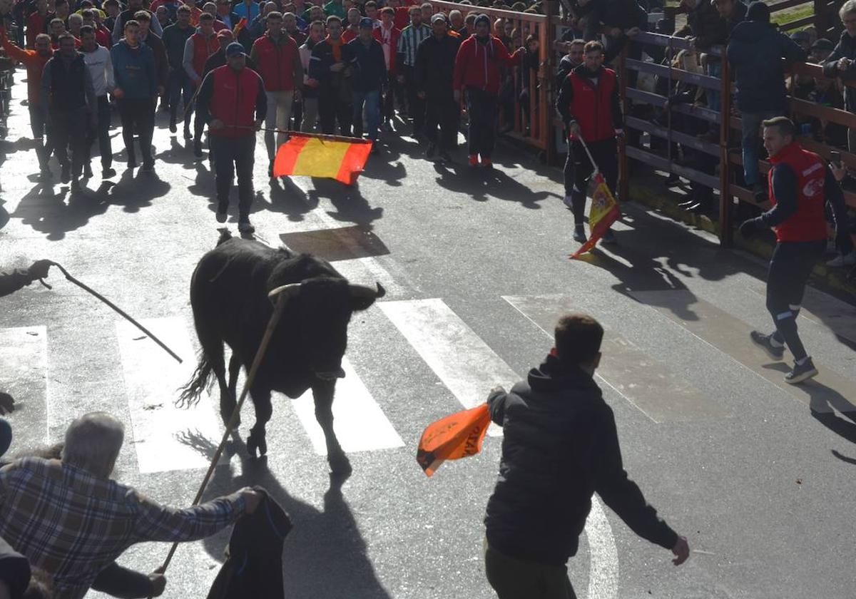 Una imagen de un encierro en el Carnaval del Toro de Ciudad Rodrigo.