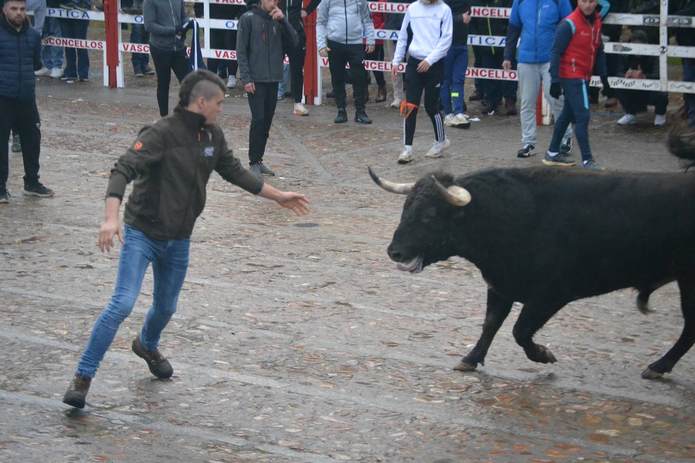 Buen juego del Toro del Aguardiente del Carnaval de Ciudad Rodrigo 2024