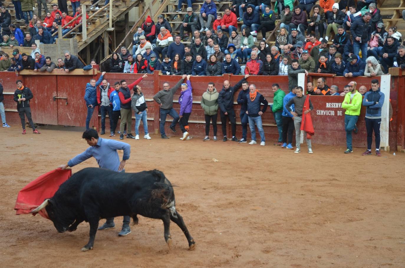 Buen juego del Toro del Aguardiente del Carnaval de Ciudad Rodrigo 2024