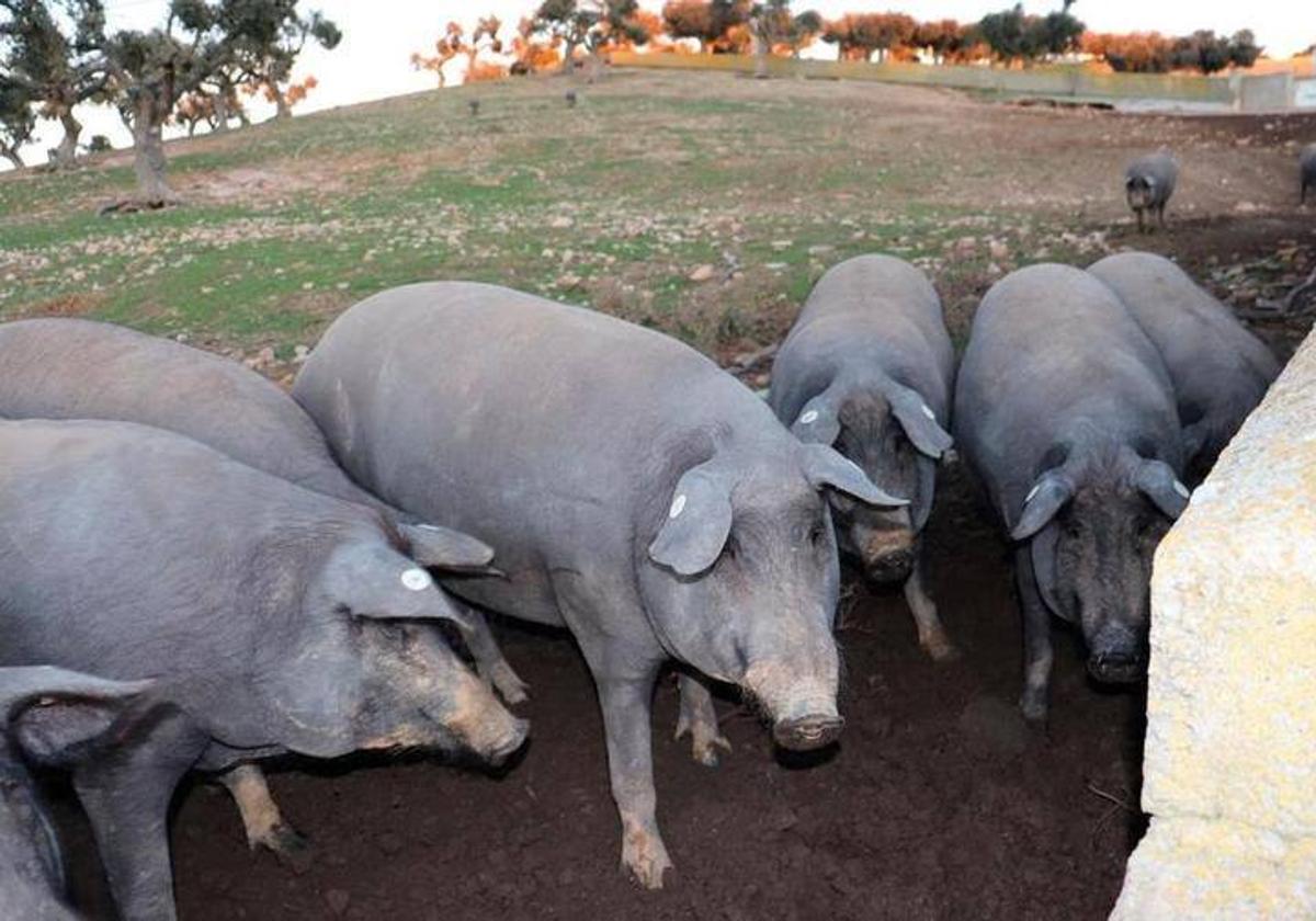 Una explotación de cerdos ibéricos en Cespedosa de Tormes.