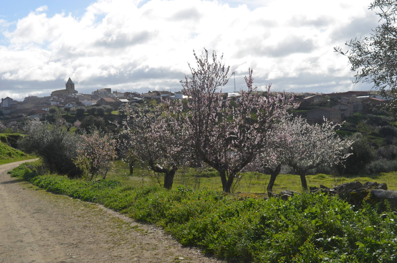 Más de 200 senderistas salen al encuentro de los almendros en flor desde La Fregeneda