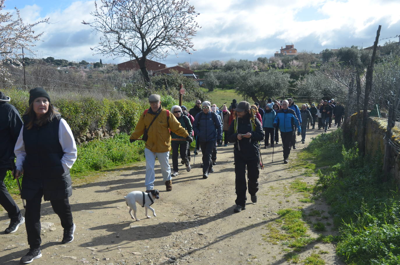 Más de 200 senderistas salen al encuentro de los almendros en flor desde La Fregeneda