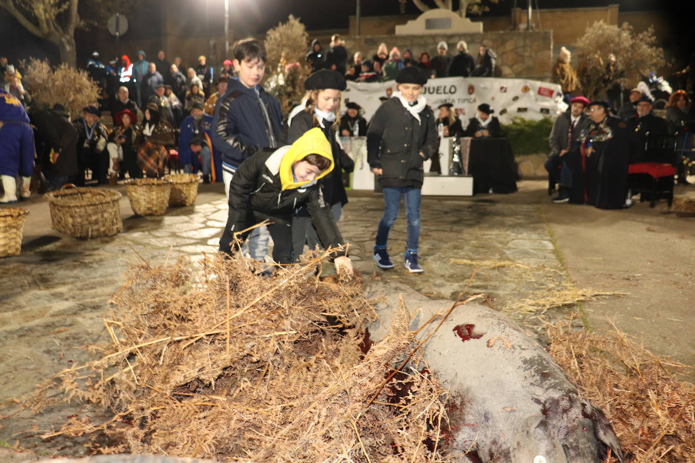 Guijuelo disfruta de su matanza nocturna