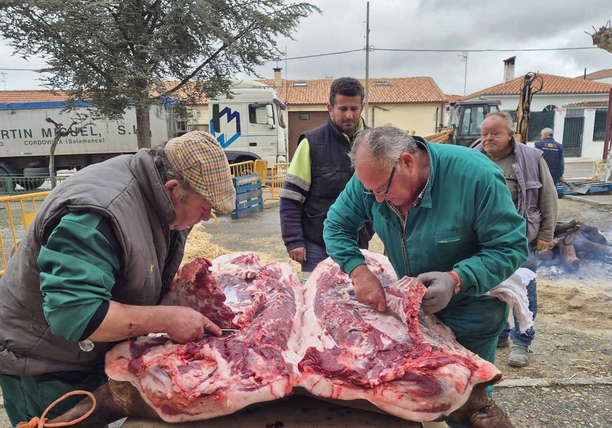 Vecinos voluntarios de Macotera en plena faena, durante el despiece, chamuscado y otros momentos de la 7ª Matanza Tradicional que se celebra en la villa.