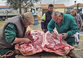 Vecinos voluntarios de Macotera en plena faena, durante el despiece, chamuscado y otros momentos de la 7ª Matanza Tradicional que se celebra en la villa.