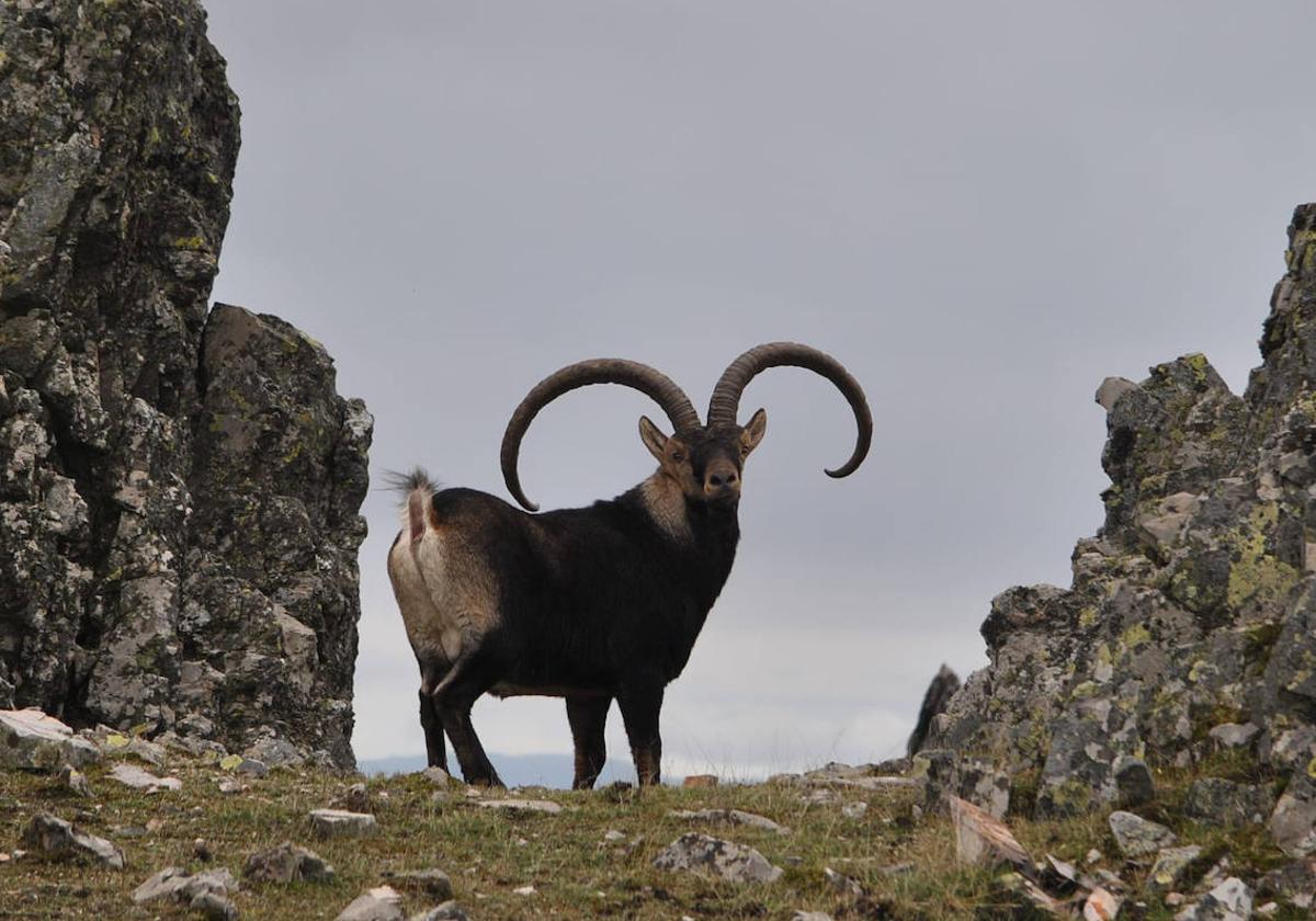 Ingresos récord por la caza en la Reserva de Las Batuecas