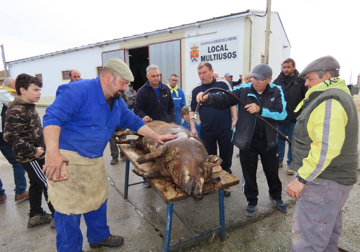 Voluntarios limpian al cochino.