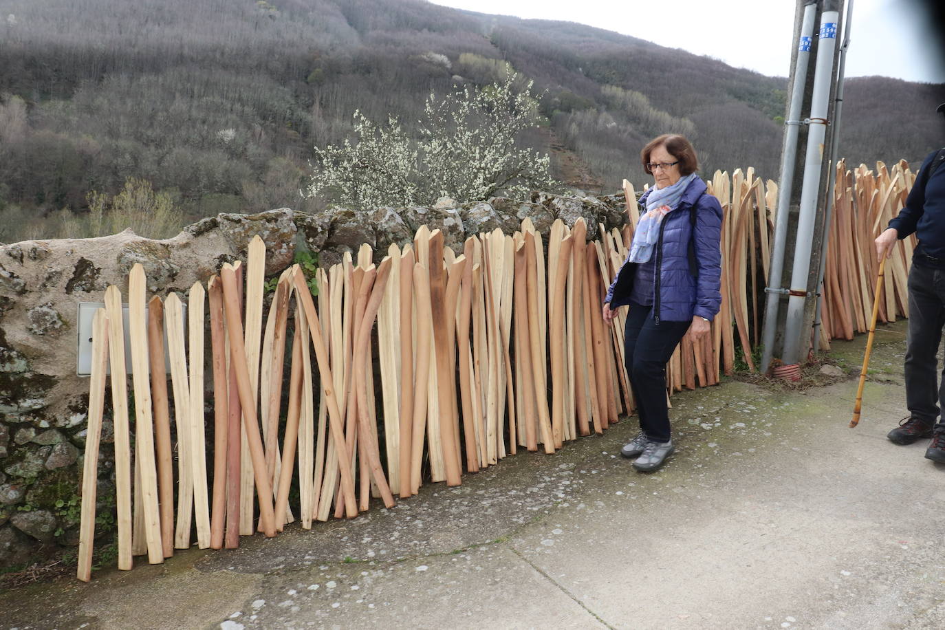 Montemayor del Río celebra su primer &quot;baño de bosque&quot;