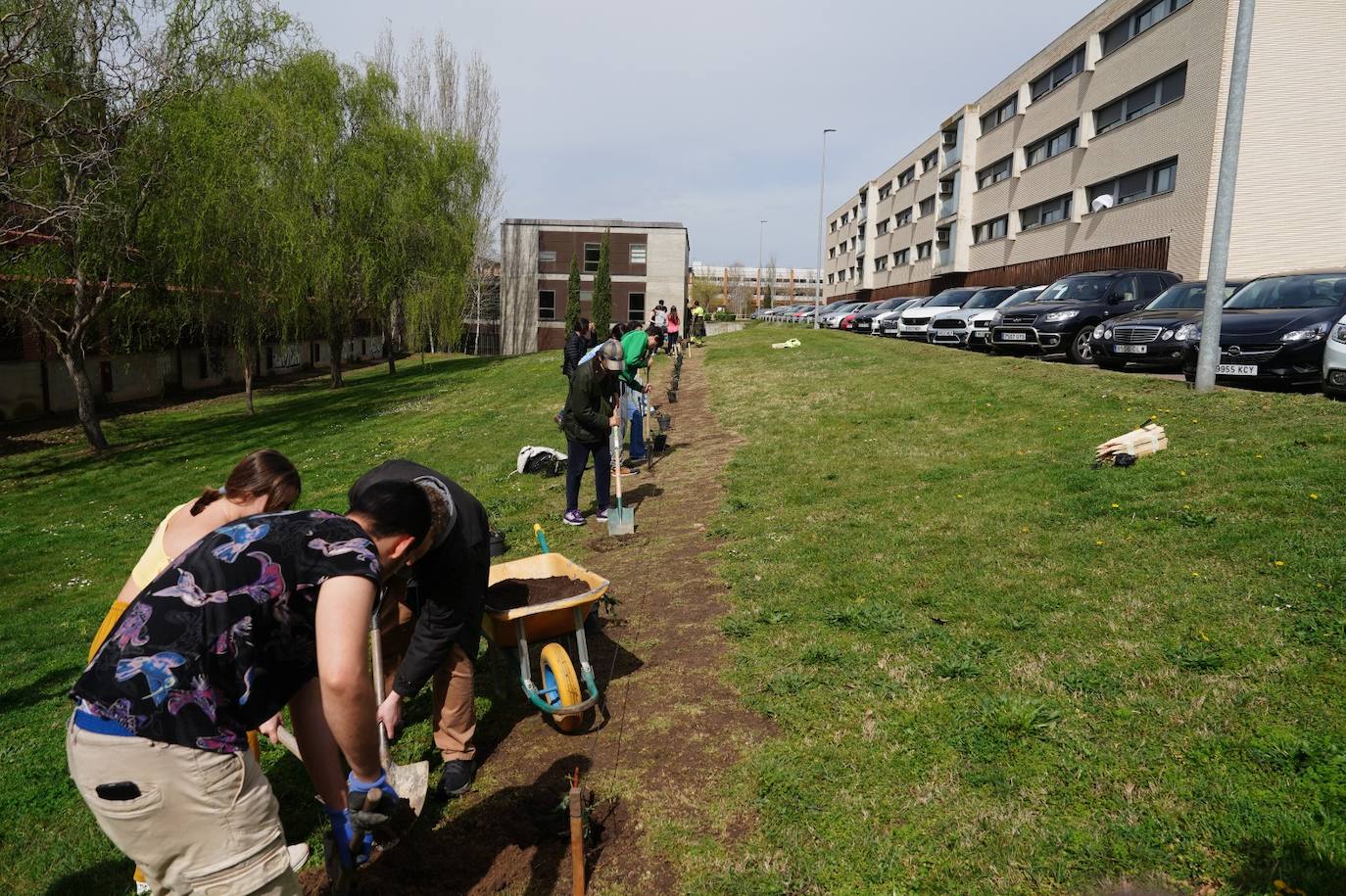 La Universidad planta 40 hijas de su secuoya centenaria