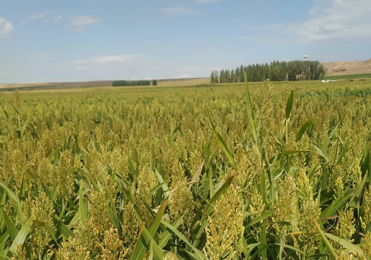 Una parcela de un cultivo de sorgo en terrenos del canal de regantes de Babilafuente.