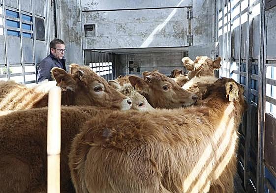 Terneros entran en un camión para su traslado desde el mercado.