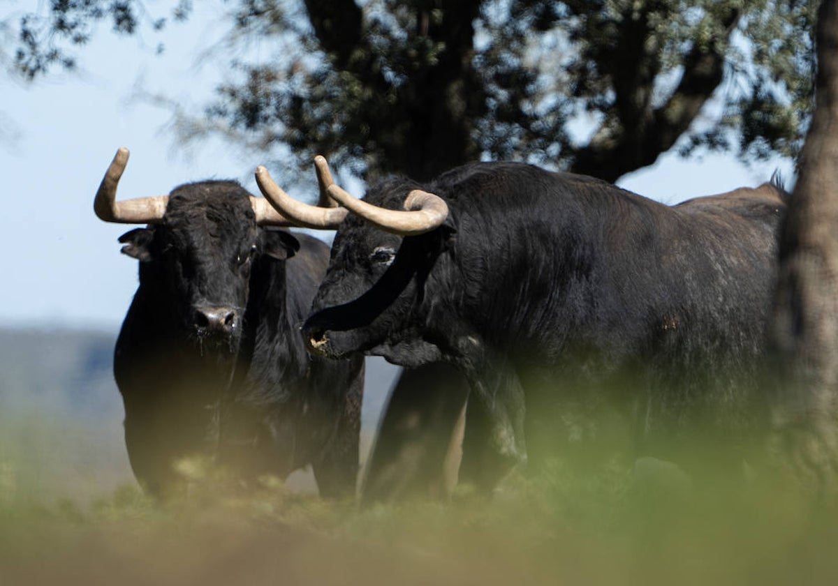 Dos toros de Pedraza de Yeltes, antes de ser embarcados camino de las Ventas.