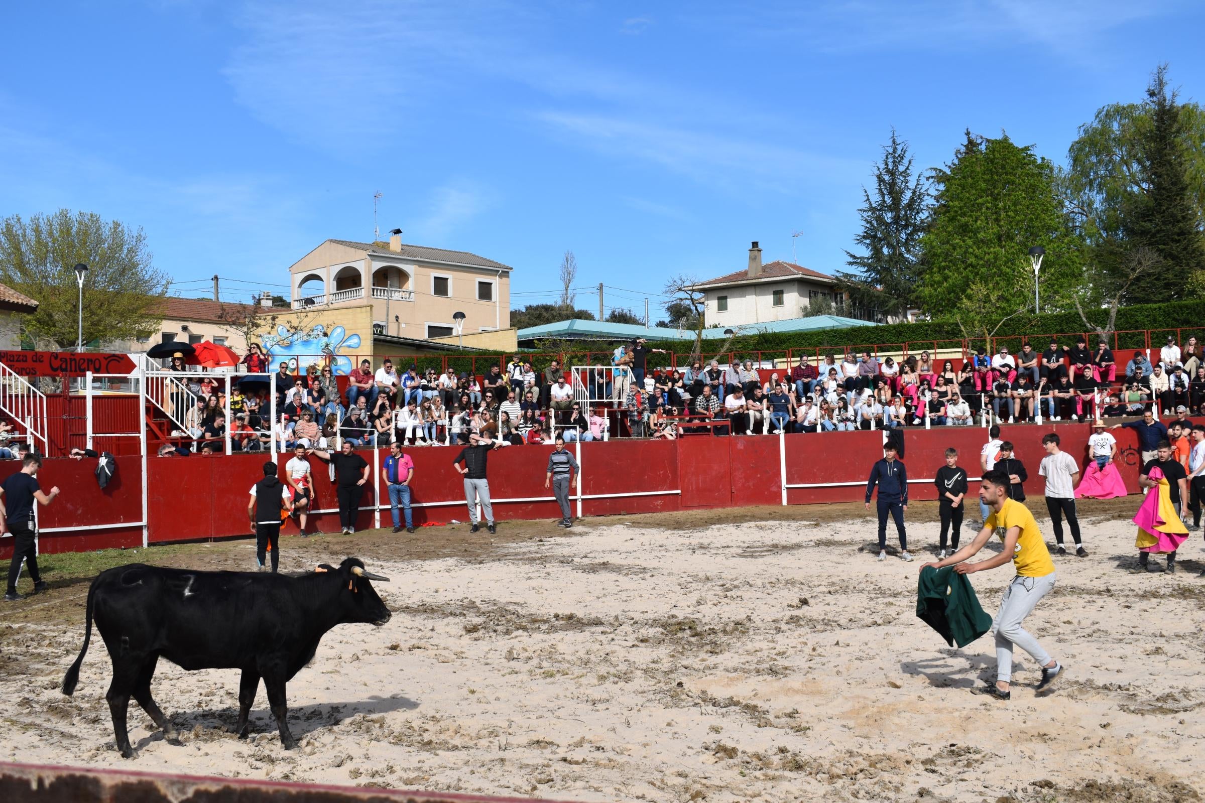 Las vaquillas triunfan y llenan Vega de Tirados