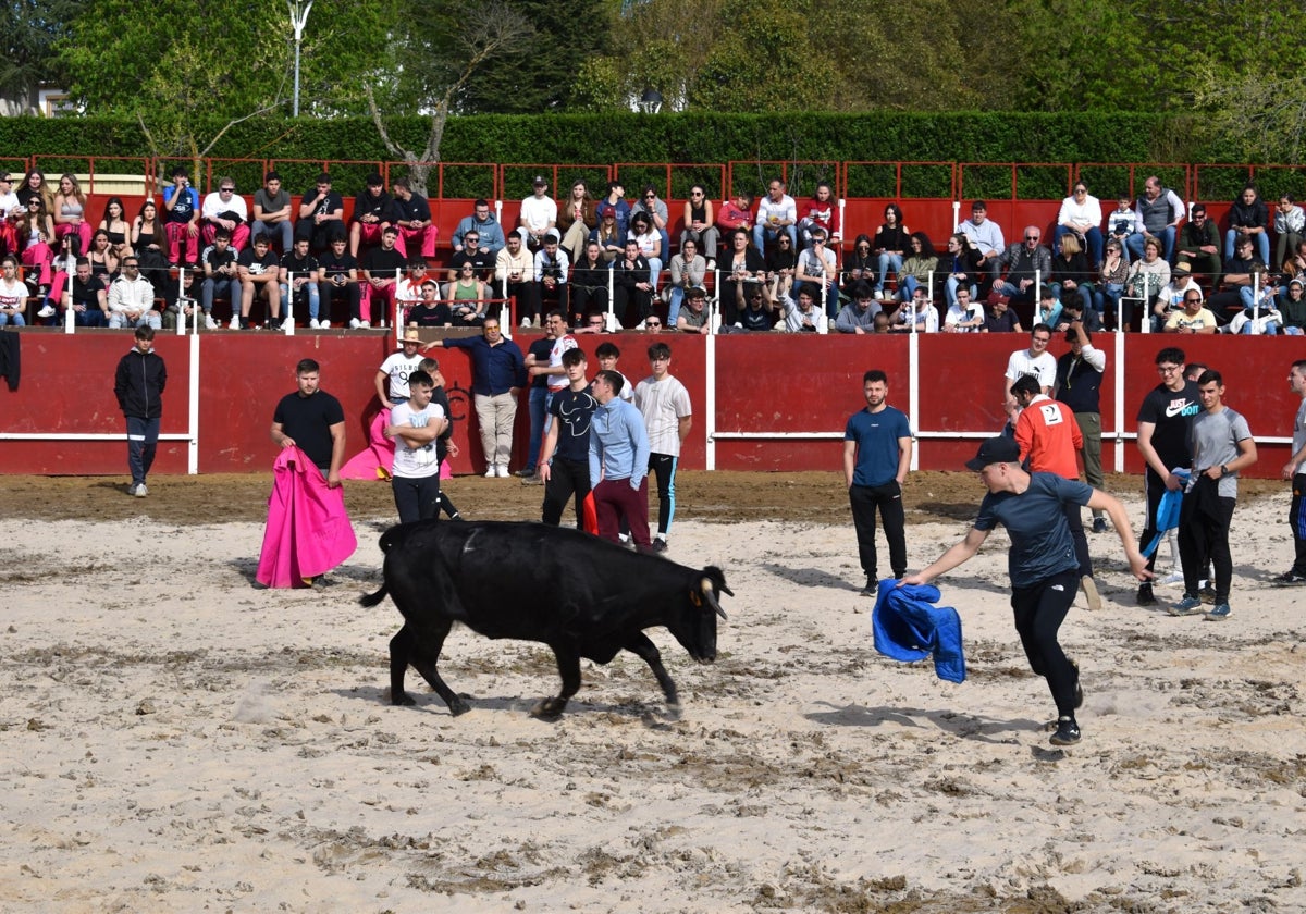 Las vaquillas triunfan y llenan Vega de Tirados