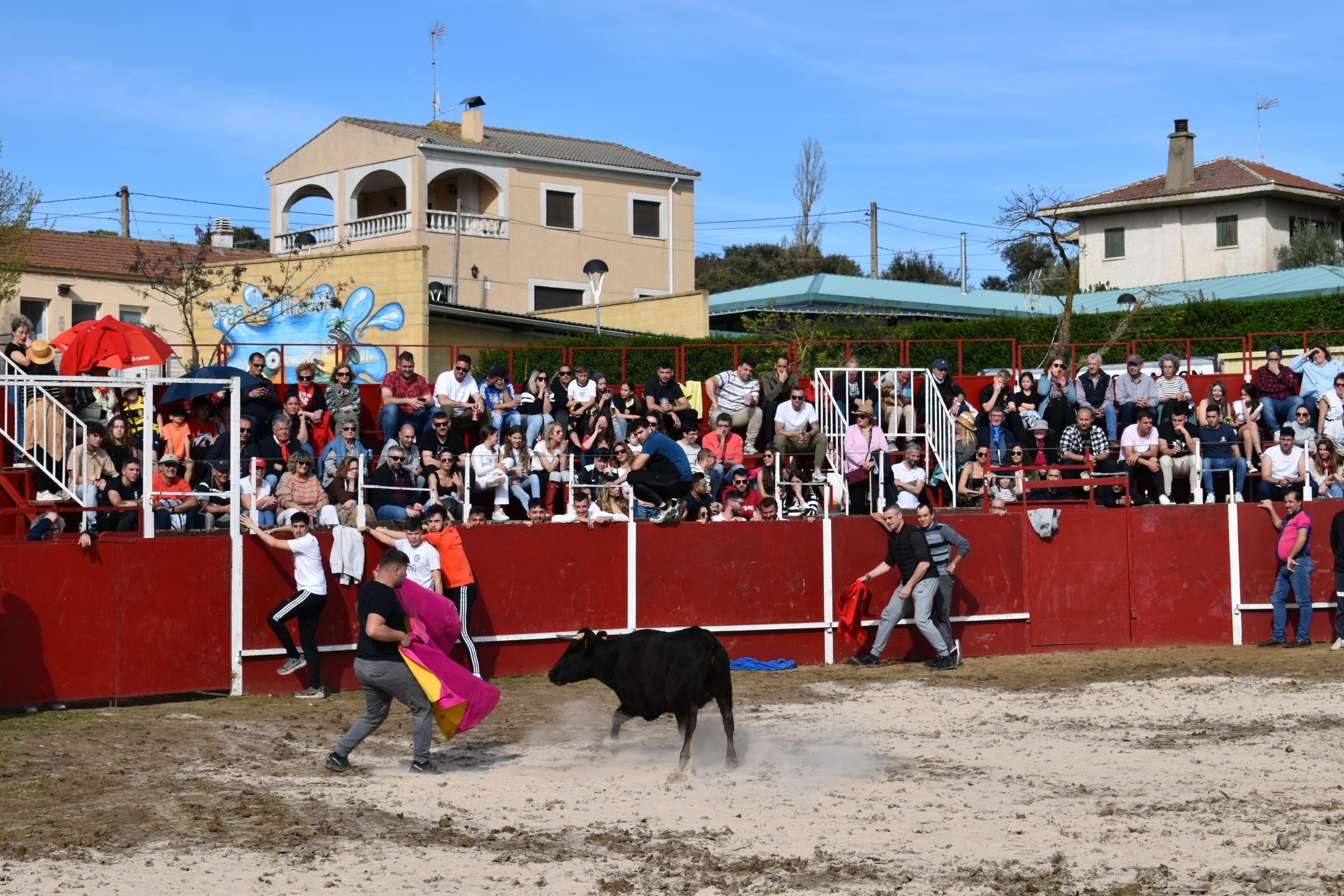 Las vaquillas triunfan y llenan Vega de Tirados