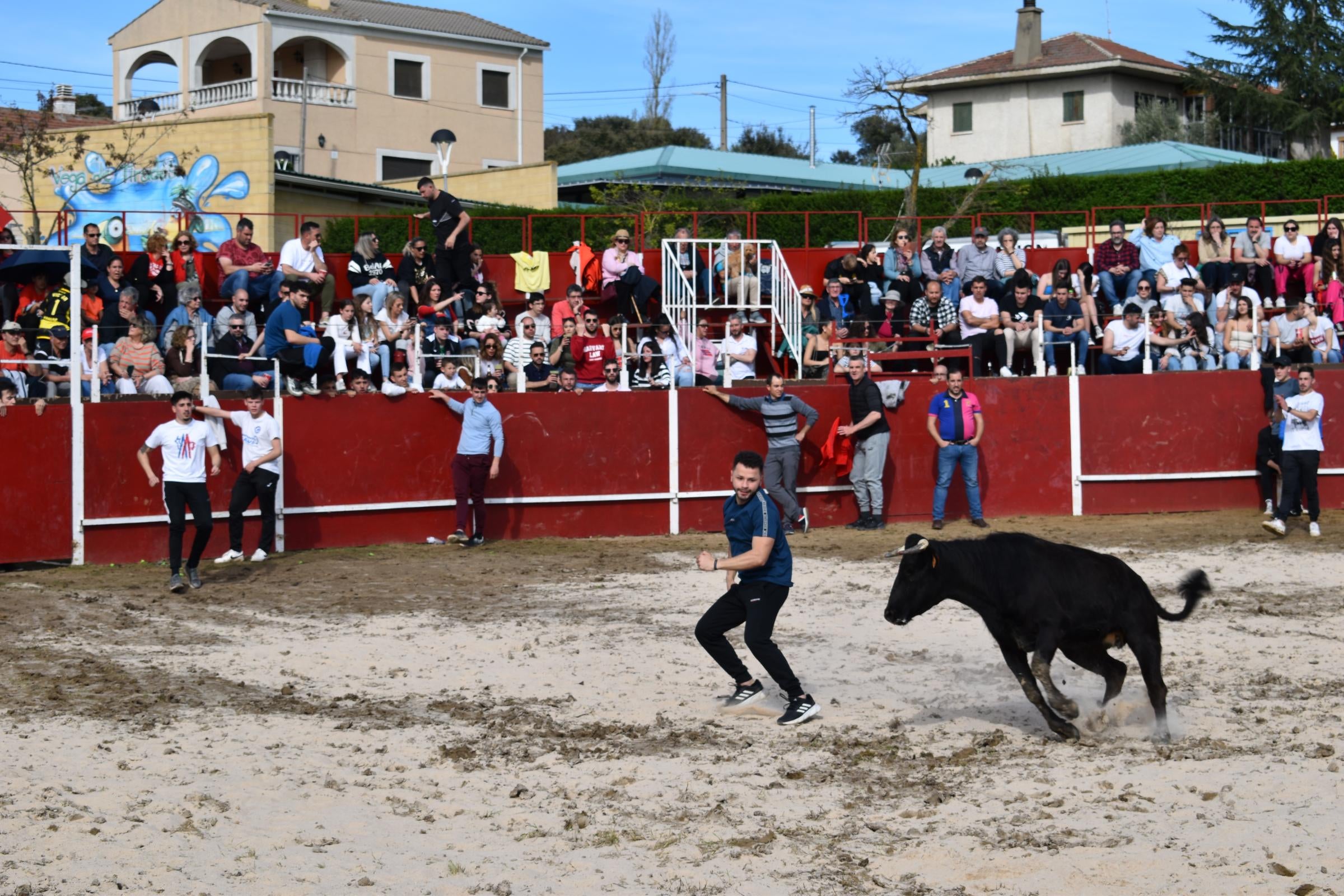 Las vaquillas triunfan y llenan Vega de Tirados