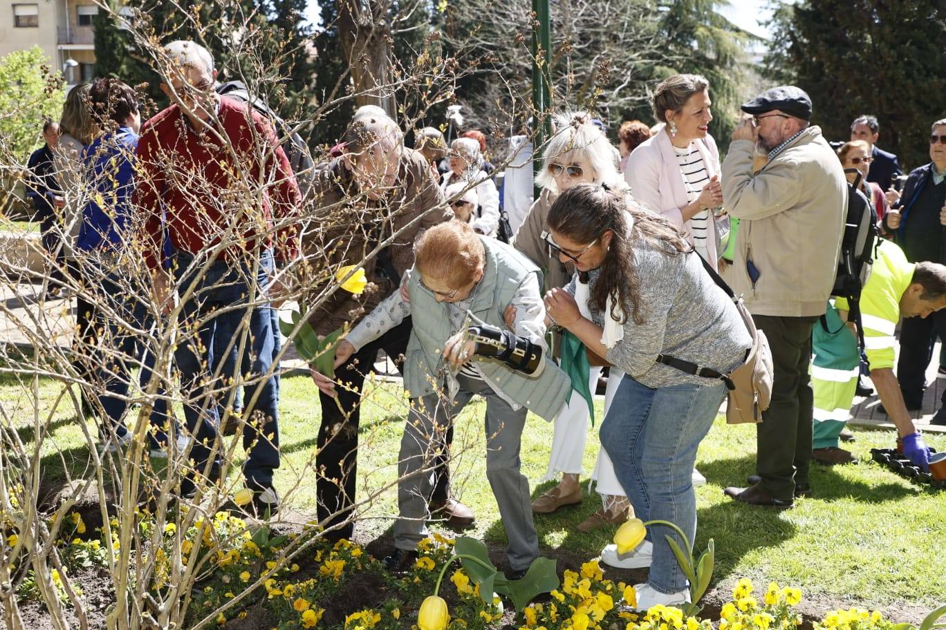 Tulipanes para sensibilizar y buscar avances contra el párkinson