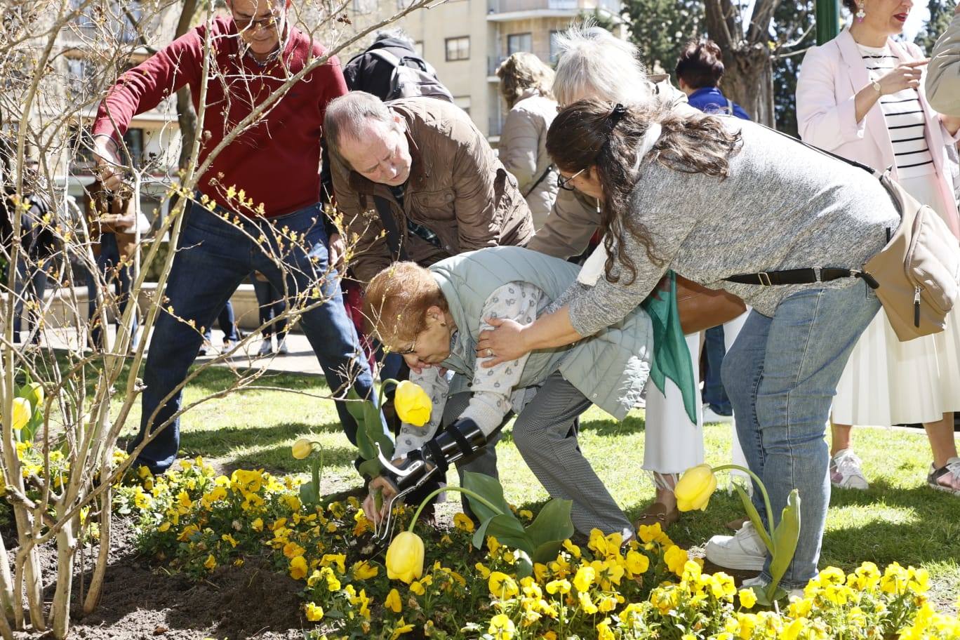 Tulipanes para sensibilizar y buscar avances contra el párkinson