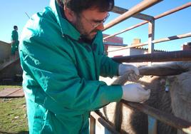 Un veterinario tratando al ganado.