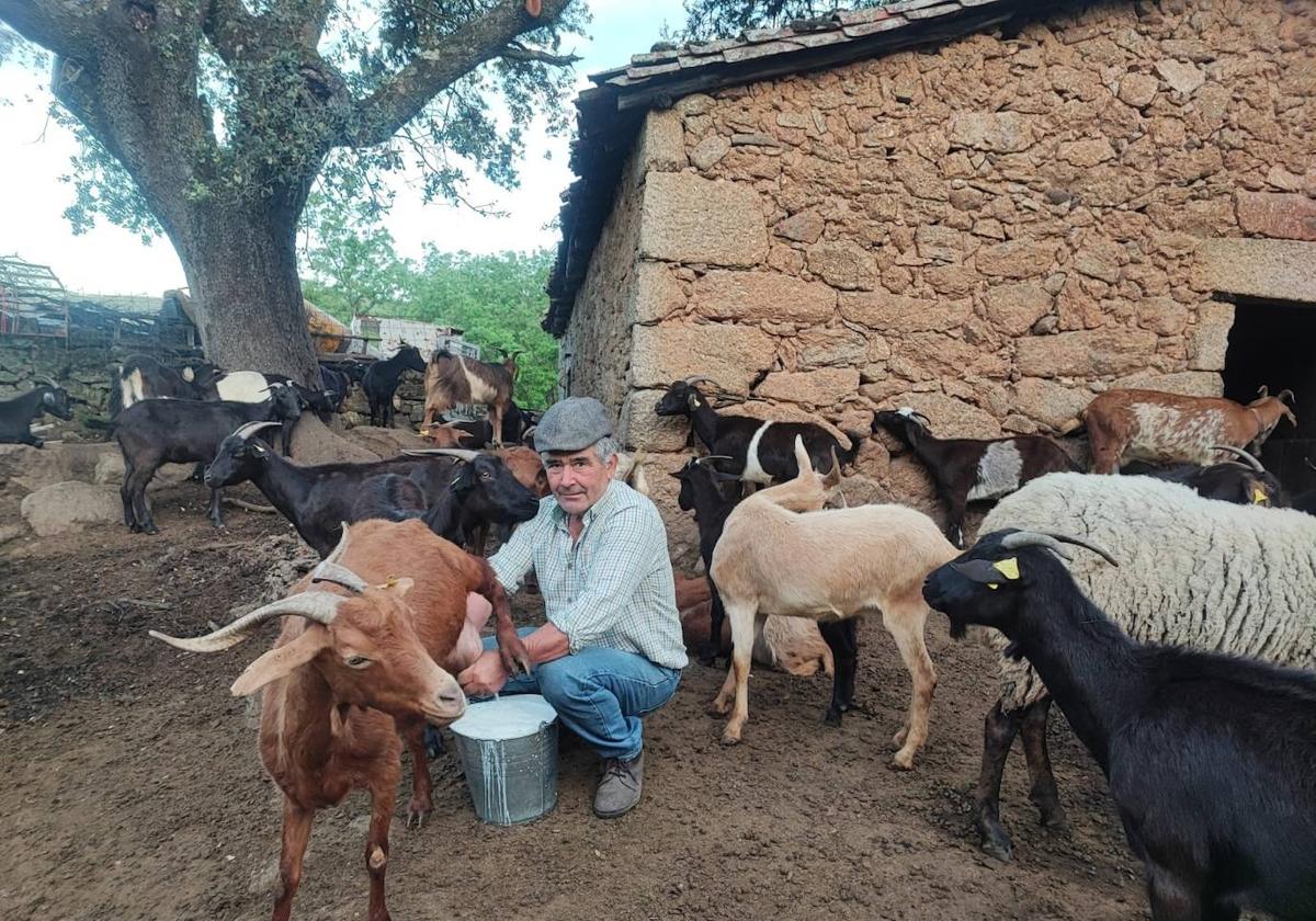 José Luis ordeña cada mañana a mano sus alrededor de 200 cabras.