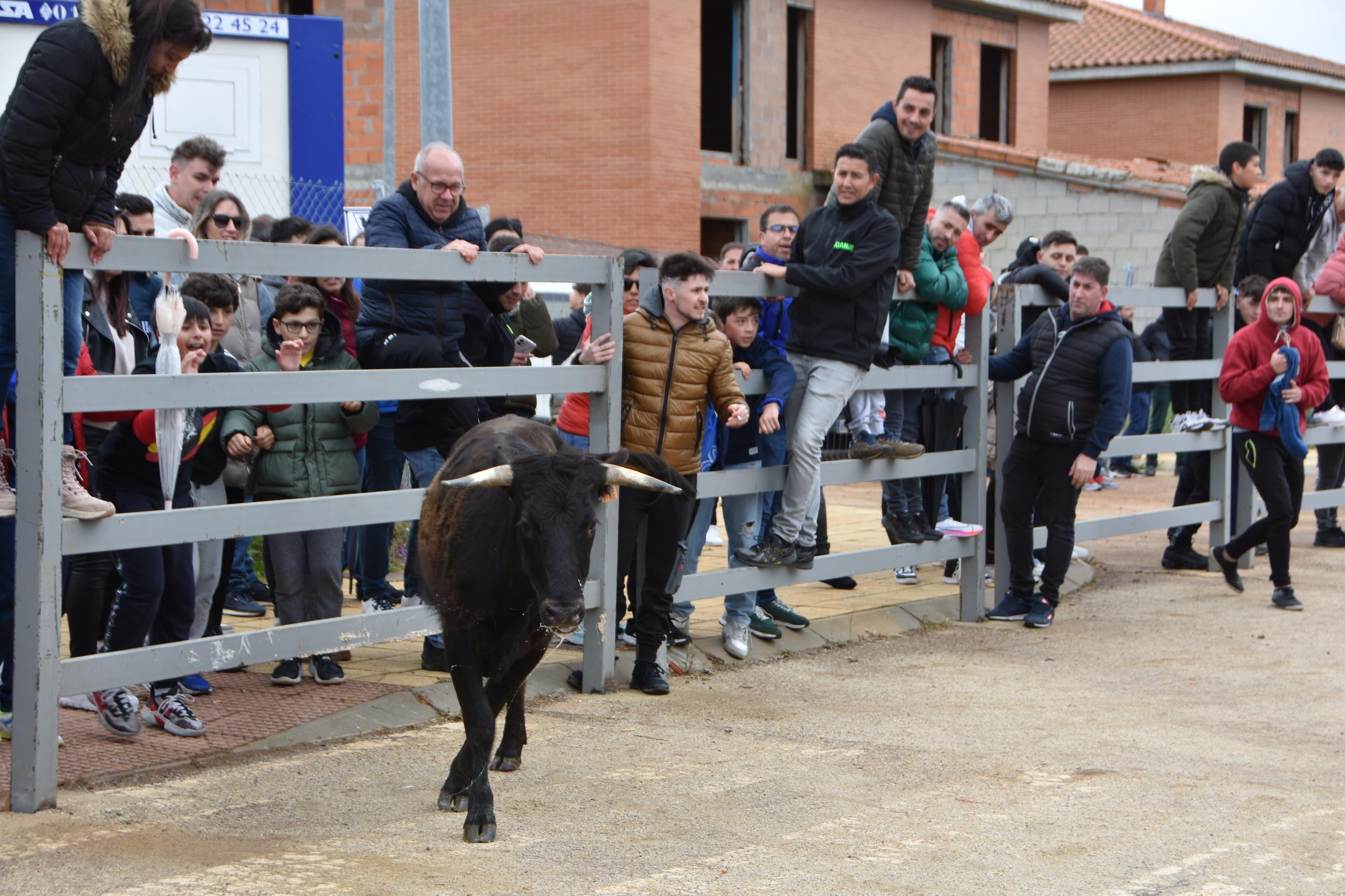 Riesgo, emoción y diversión en la suelta de vaquillas de Doñinos