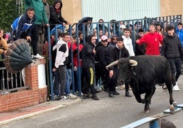 Festejo del toro del cajón en Cantalapiedra.