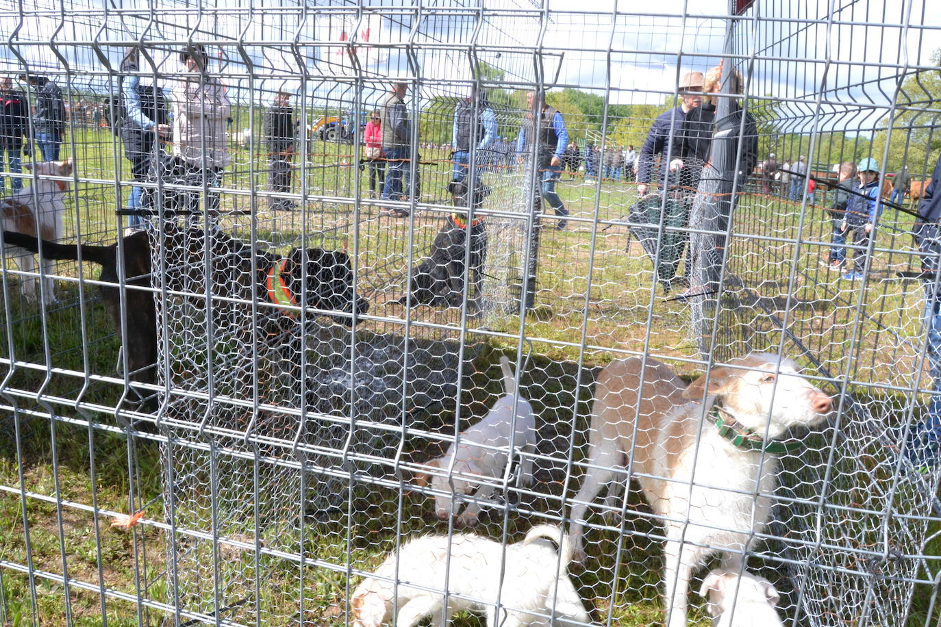 La Feria de San Felipe se impone a la lluvia en Barruecopardo