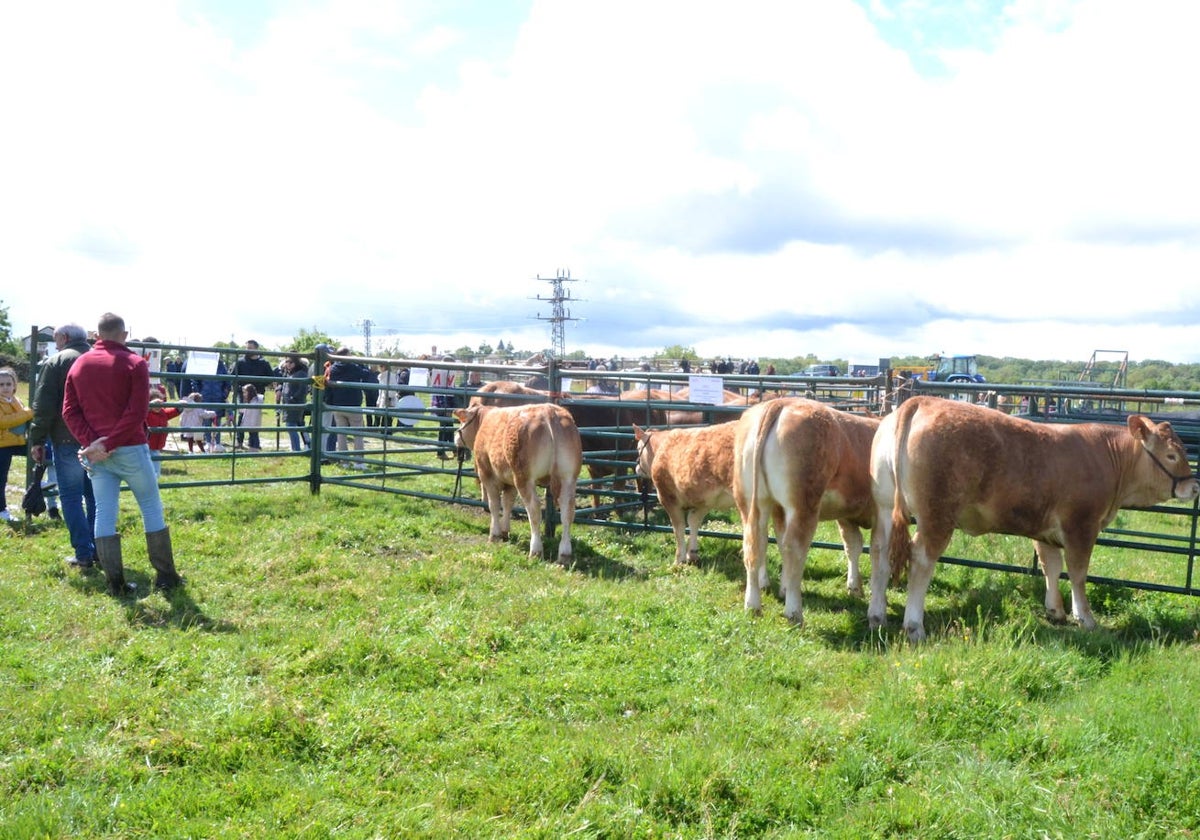 La Feria de San Felipe se impone a la lluvia en Barruecopardo