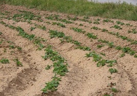 Plantas de patata recién nacidas en una parcela de Cantalpino.