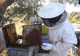 Imagen de una explotación apícola en Santibáñez de Béjar.