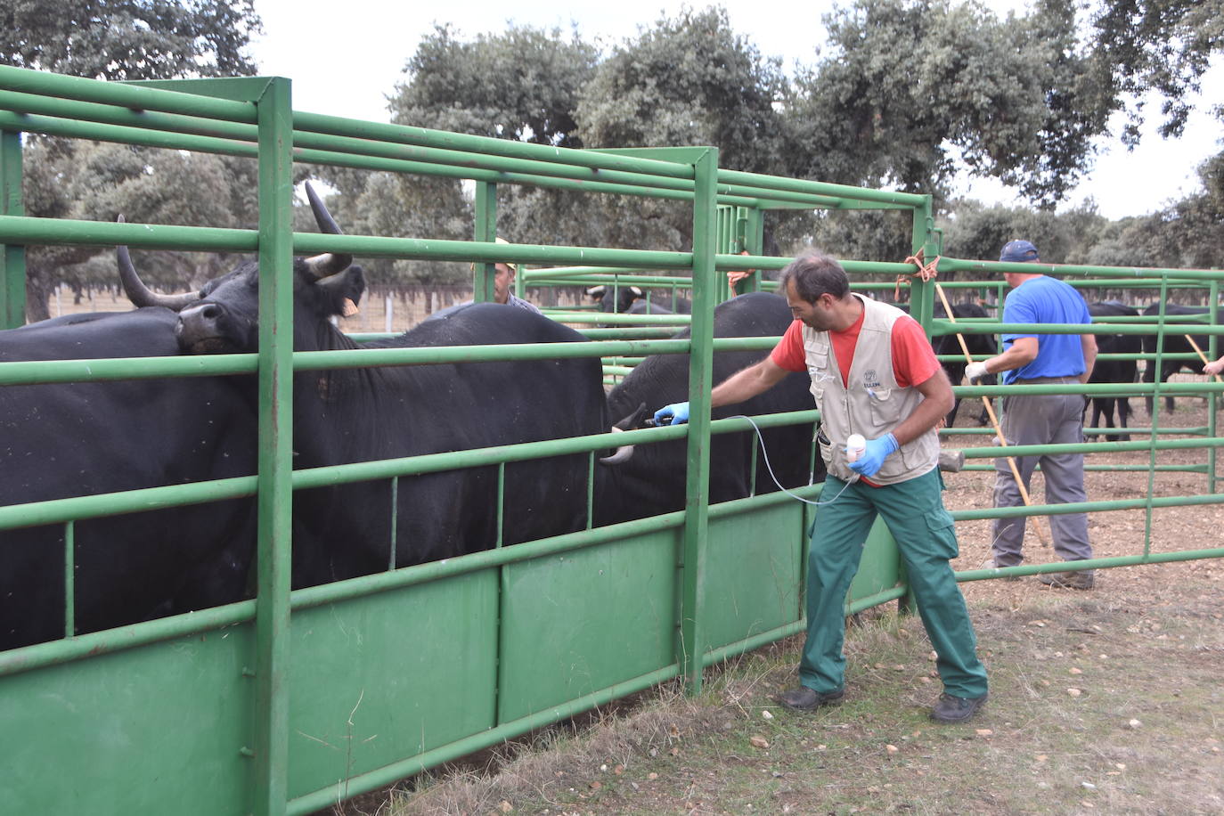 Vacunación de lengua azul.